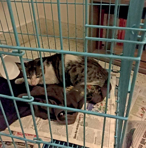 A kitten resting at Sridhar’s home after getting neutered