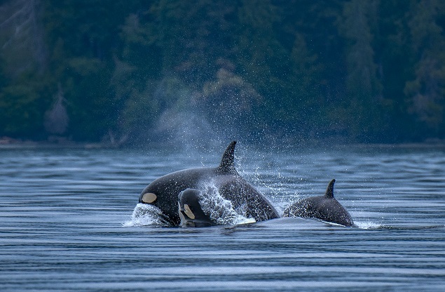 Nature S Greatest Predator Under My Kayak How I Met Orca Whales At Sea India News Times Of India