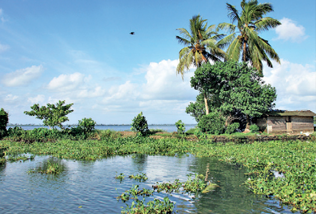 Kerala's Kuttanad below sea level farming system