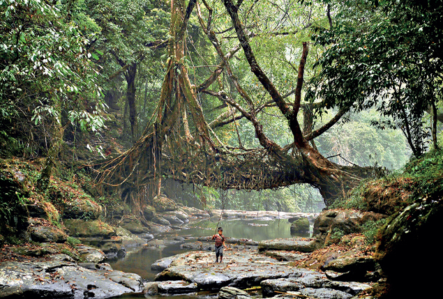 A living root bridge in Meghalaya