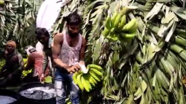 Four years after national bravery award, youth toils as banana loader for a living (2)