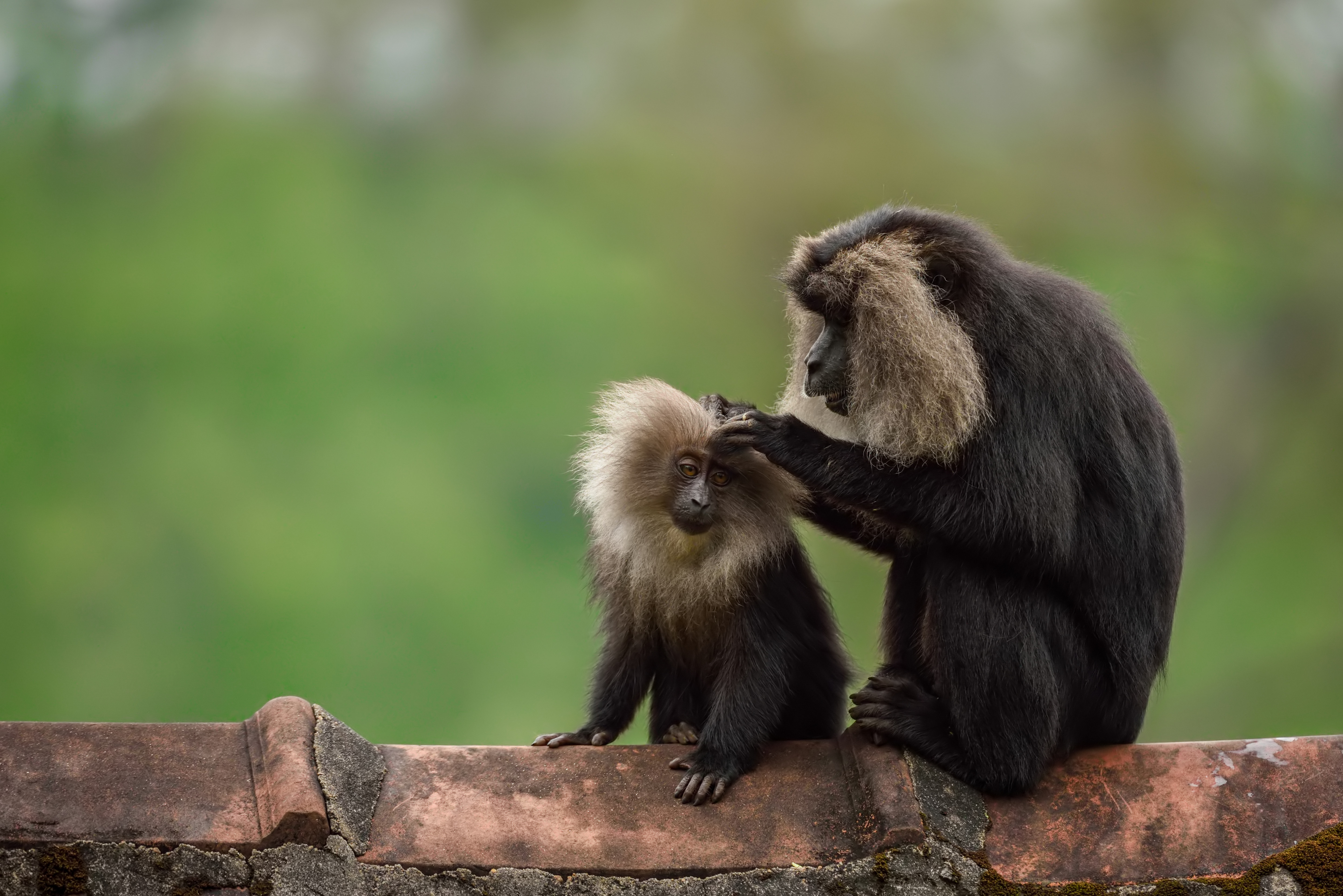 CWS Picture 9-Lion Tailed Macaque Arvind Ramamurthy