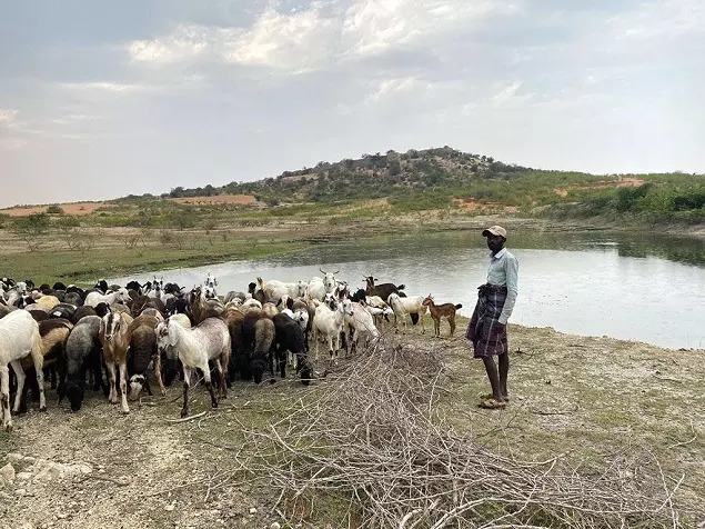 CSE Picture 2-Ramdurg Goat Pond.