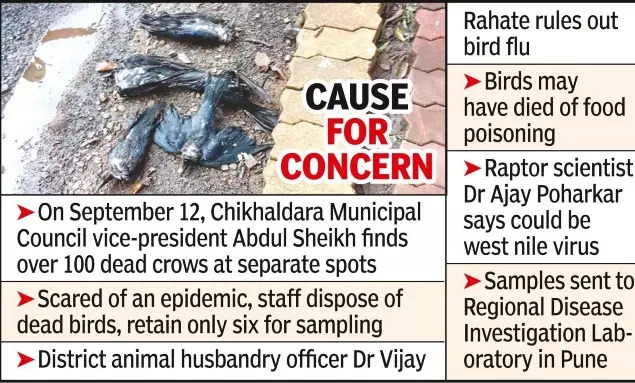 Mystery shrouds death of 100 crows in Chikhaldara