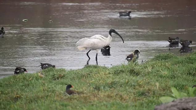 Ponds and Birds-Picture 8