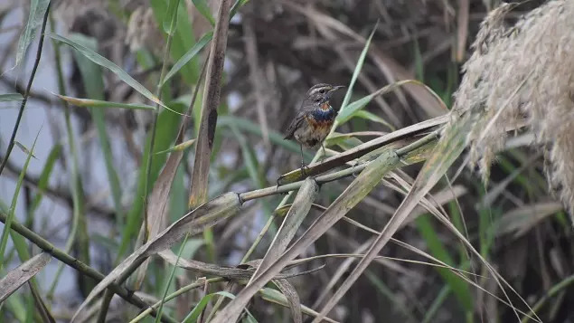 Ponds and Birds-Picture 5