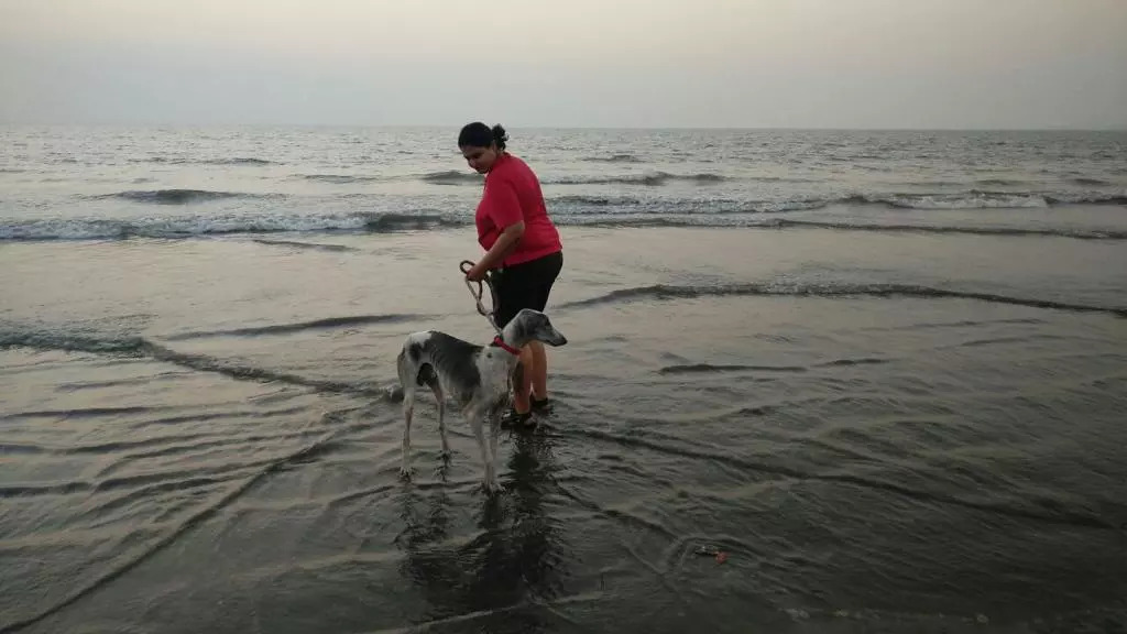 Rajvi dogs on beach (2).