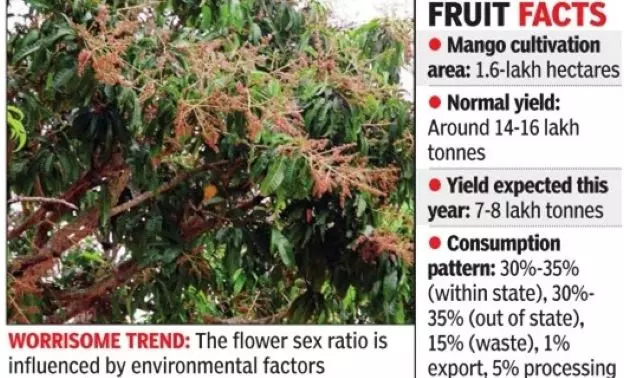 Changing flower sex ratio affecting fruiting of mangoes,