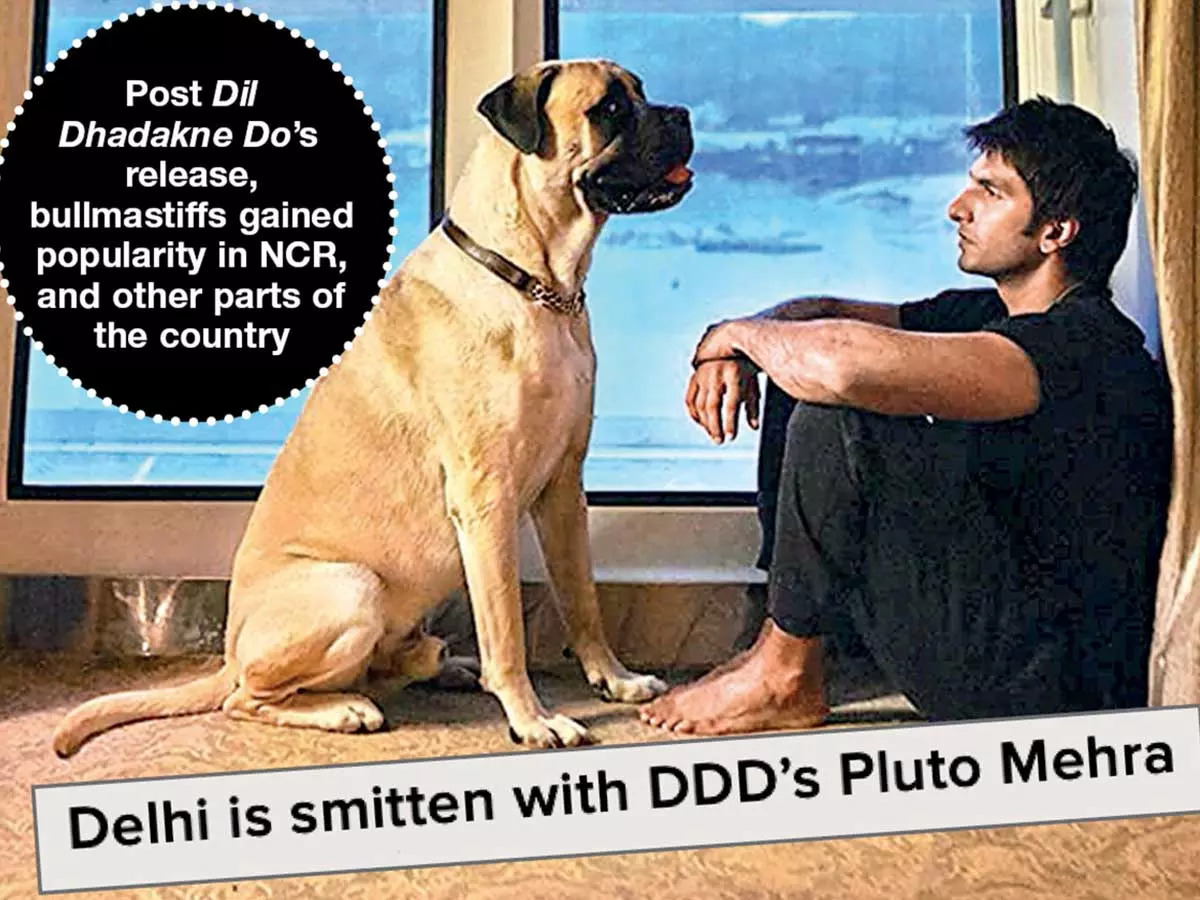 Post Dil Dhadakne Do&#39;s release, bullmastiffs gained popularity in NCR, and other parts of the country