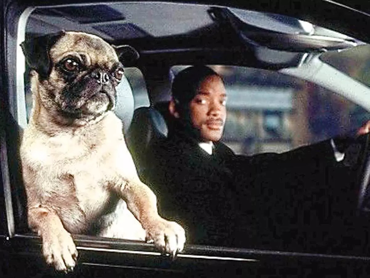 Frank, the pug, is one of the main characters in the Men In Black franchise