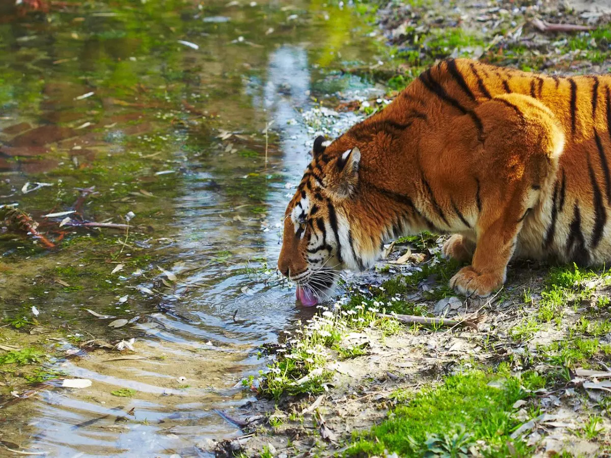 Royal Bengal Tiger - The Biggest Charm of Indian Jungles