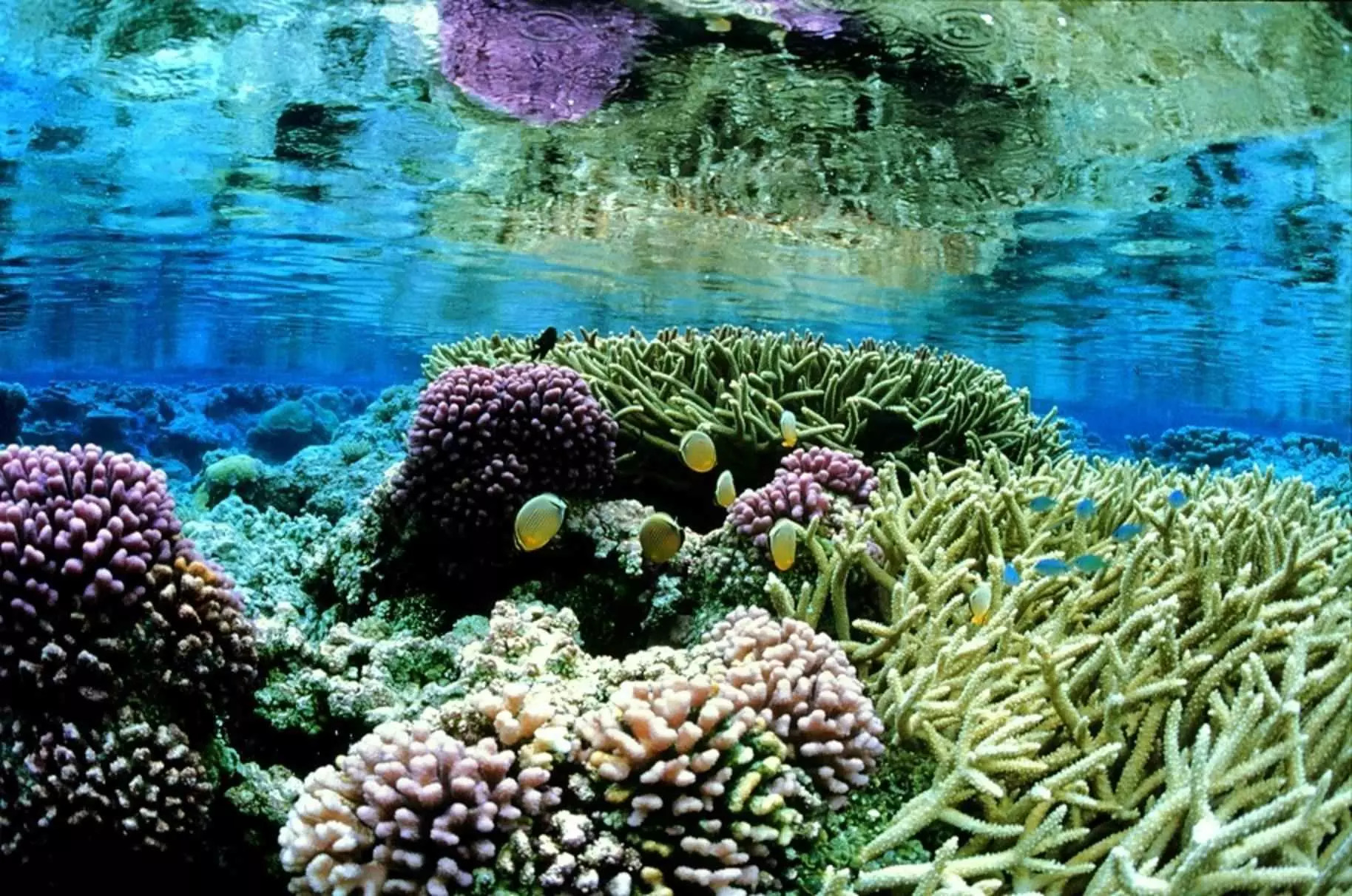 Douglas McCauley-Picture 8-Coral_gardens_underwater_landcape_scenic
