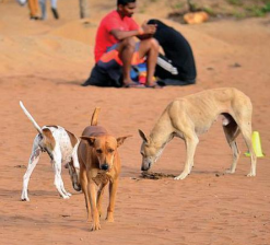 State: Feed dogs only at designated places