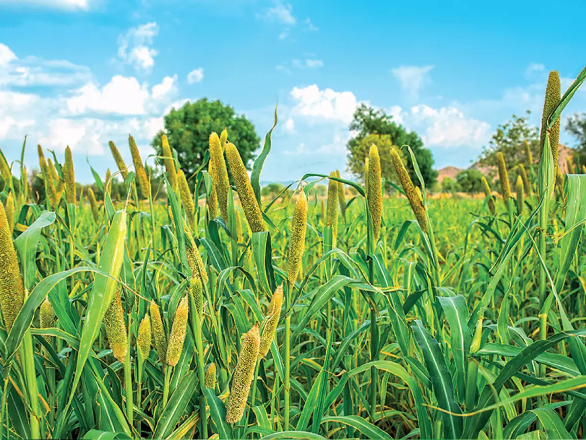 ‘Resilient millets evolved 500+ times some became India’s heritage