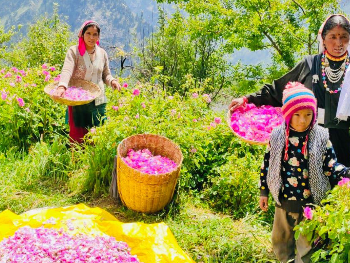 Uttarakhand aroma valley
