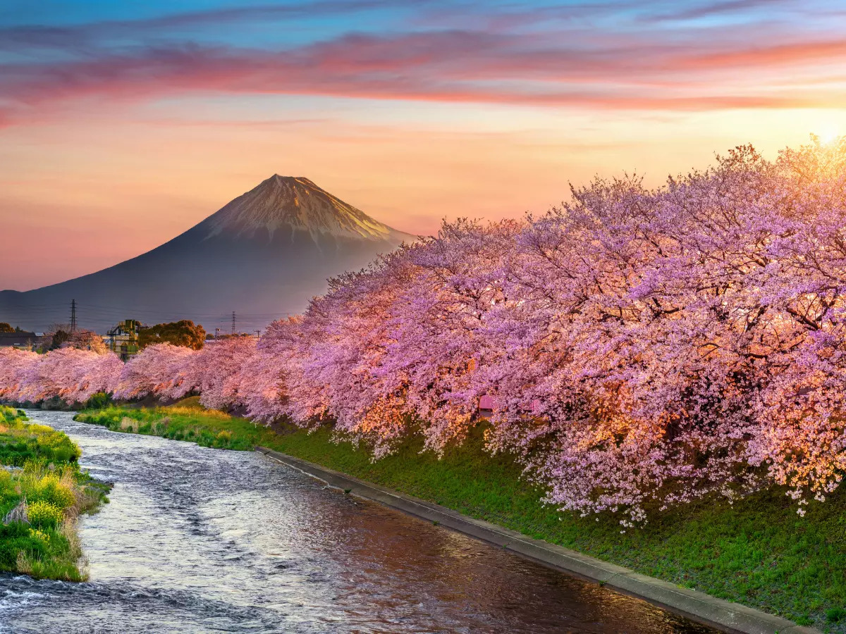 Spring in Tokyo: See Why it's the Most Beautiful Season