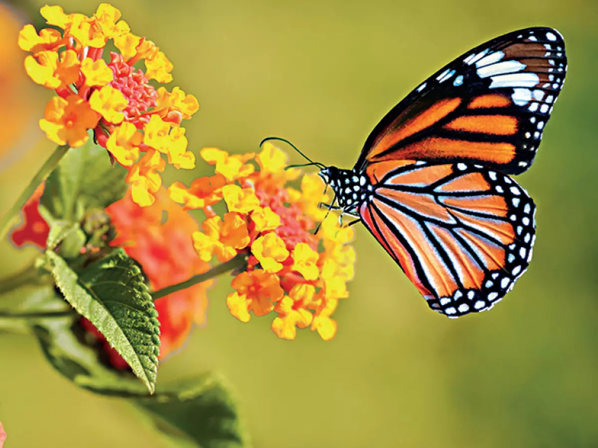 ‘Butterflies emerged 85 million years ago when dinosaurs went extinct