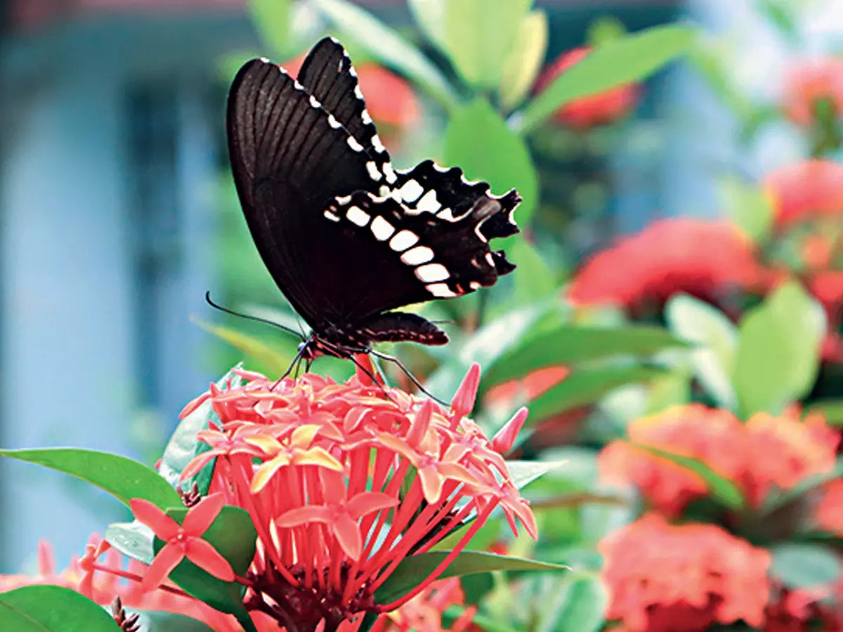 ‘Butterflies emerged 85 million years ago when dinosaurs went extinct