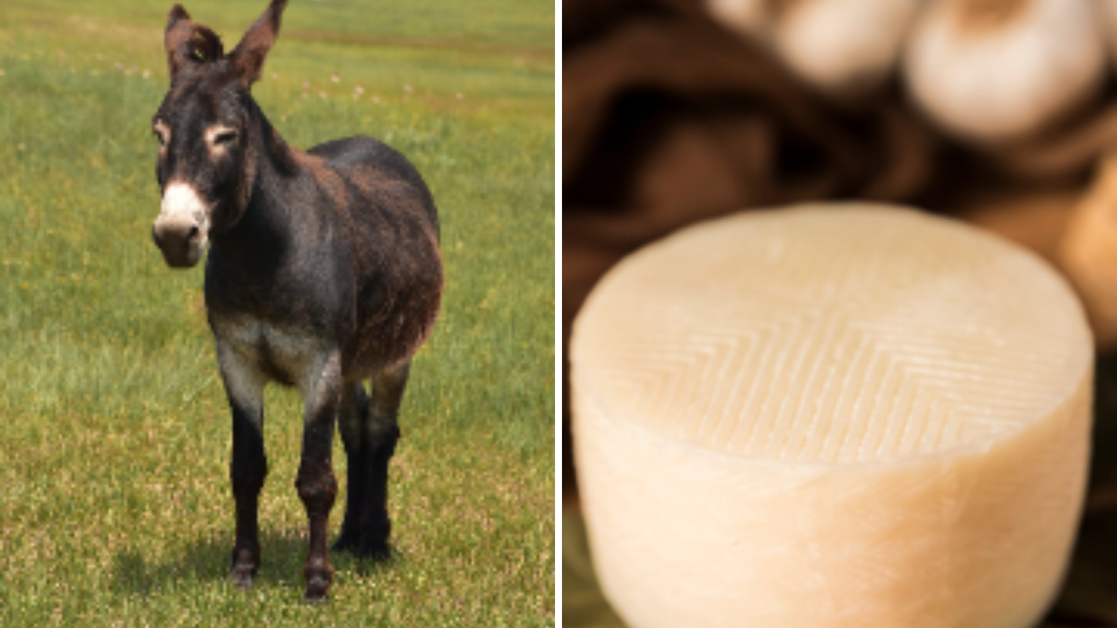 It’s Not Goat or Sheep - The World’s Most Expensive Cheese Comes from ...