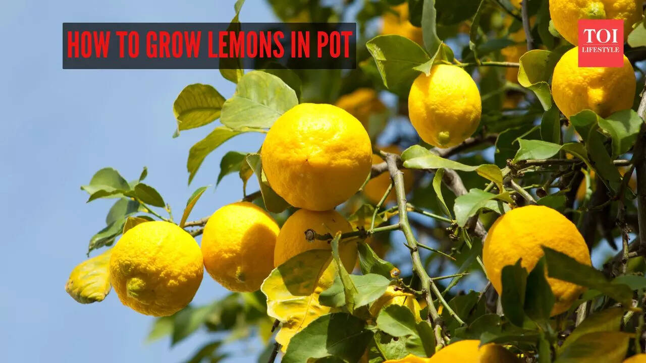 How to grow lemons in a pot on a balcony garden