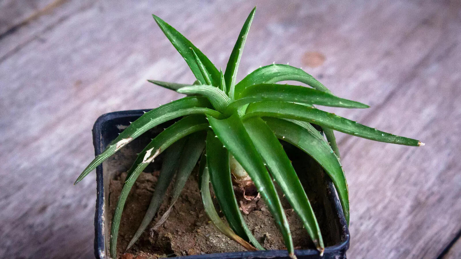 Do You Know the Plants Which Produce More Oxygen at Night?