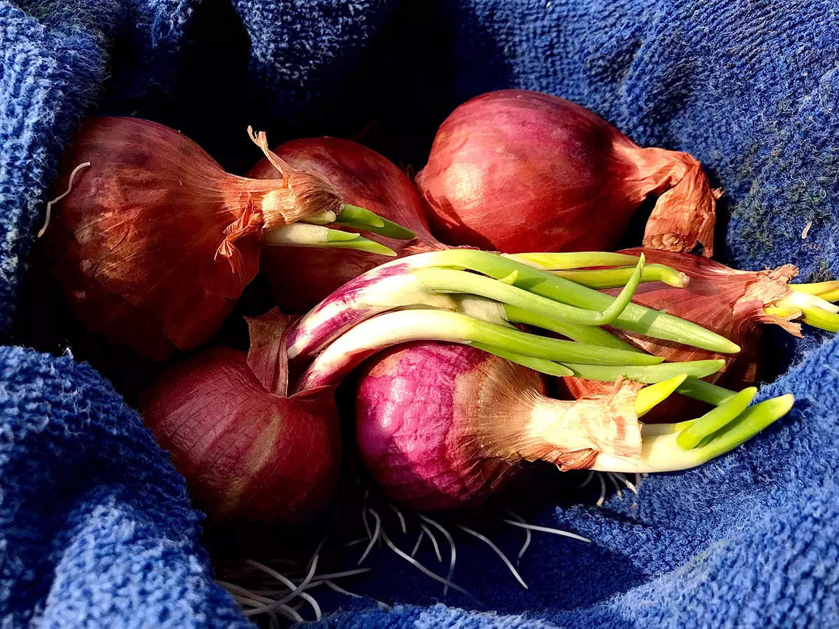 Ingredient Spotlight: Shallots