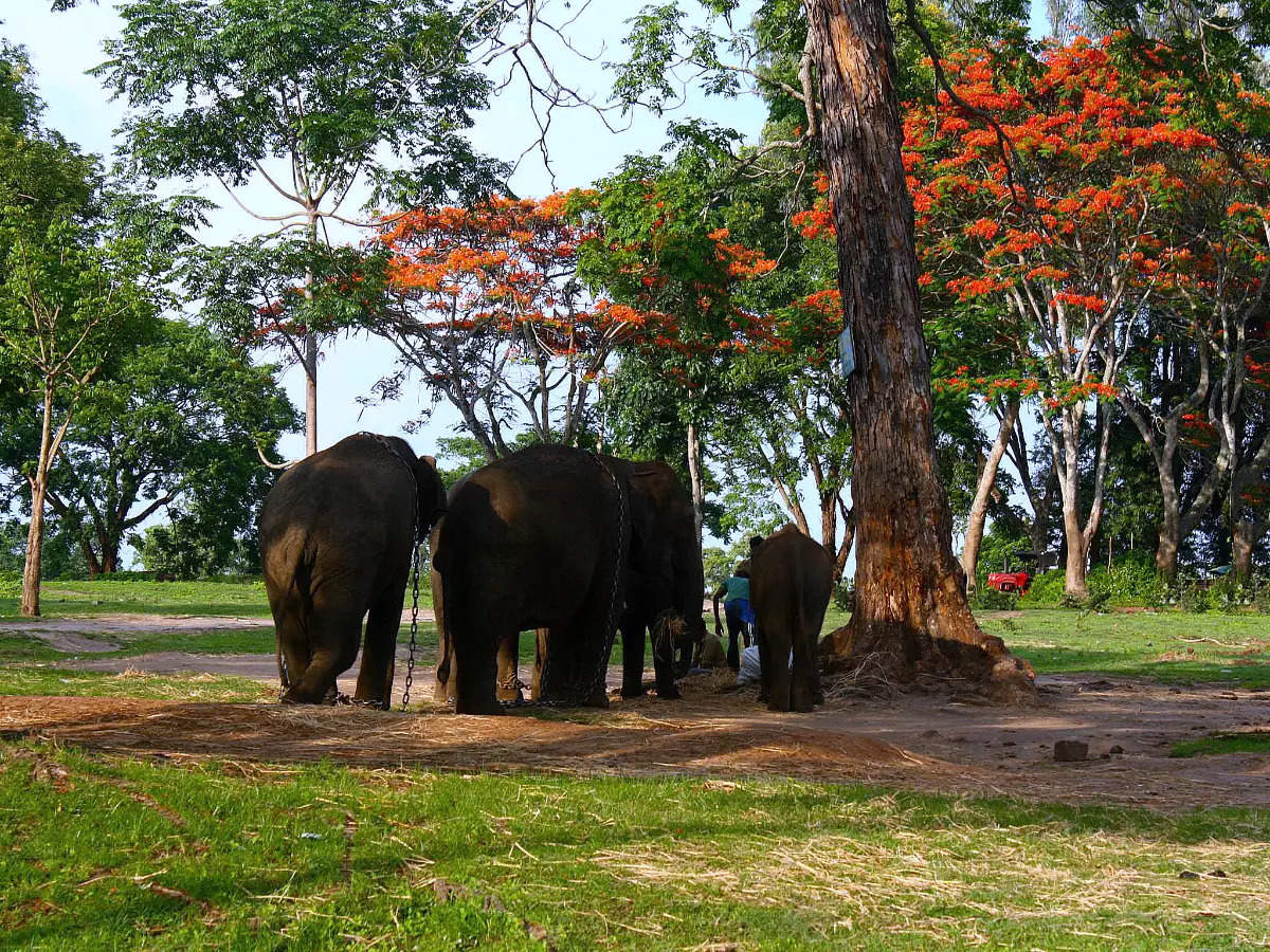 Exploring The Bright And Dark Side Of Coorg’s Dubare Elephant Camp ...