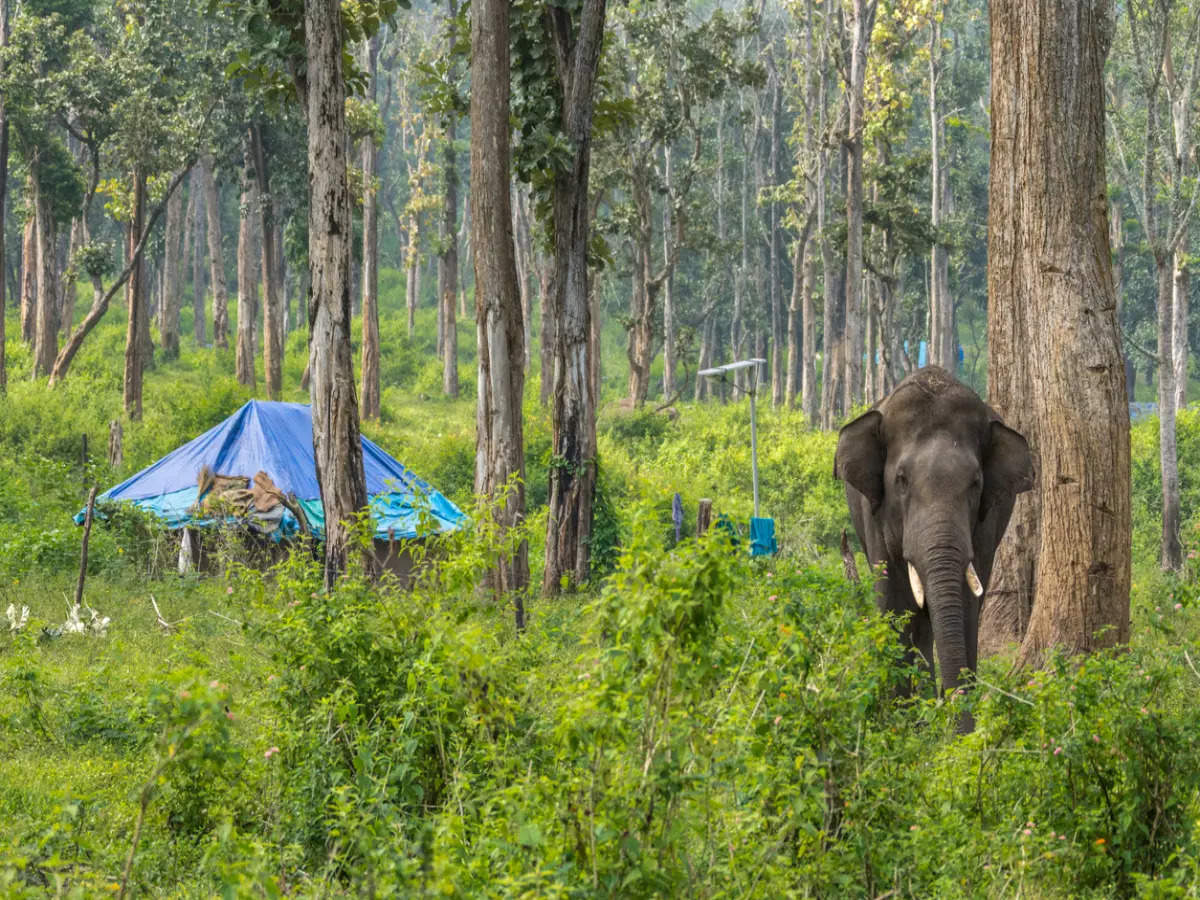 Exploring The Bright And Dark Side Of Coorgs Dubare Elephant Camp