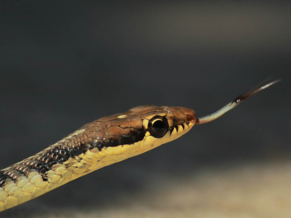 Bizarre travel! Airport customs seize 22 snakes from a traveller’s luggage Bizarre travel! Airport customs seize 22 snakes from a traveller’s luggage