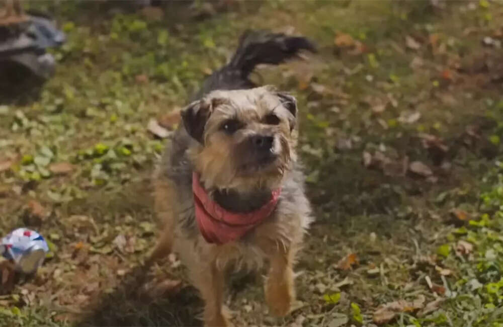 ​Strays​