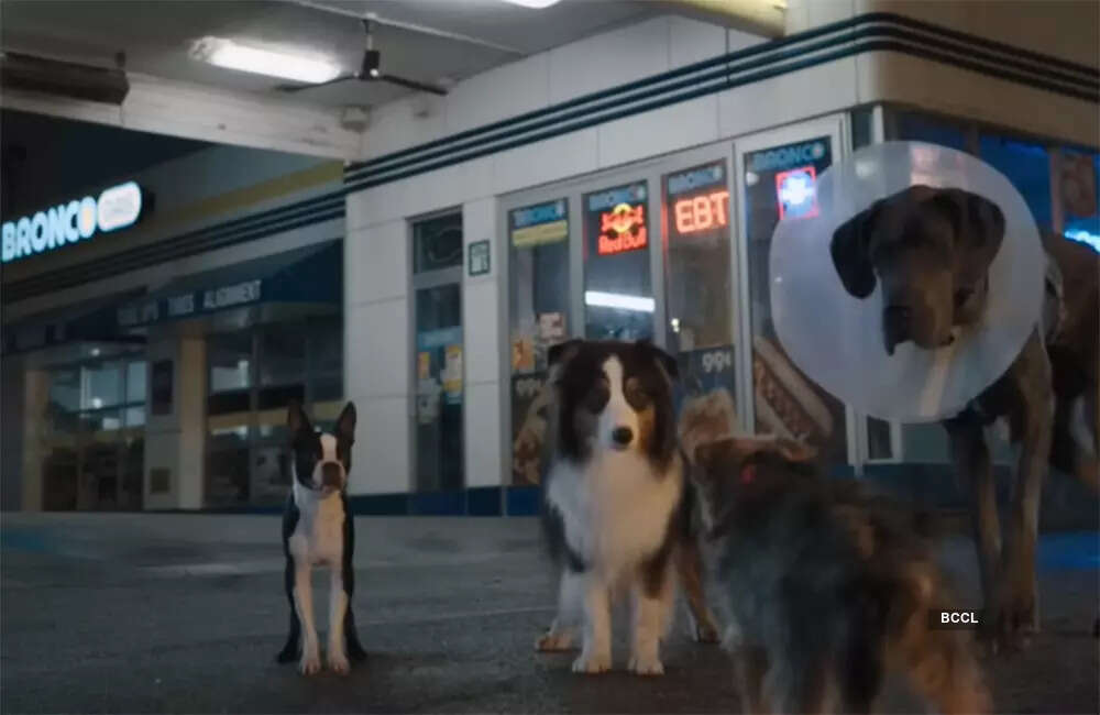 ​Strays​3