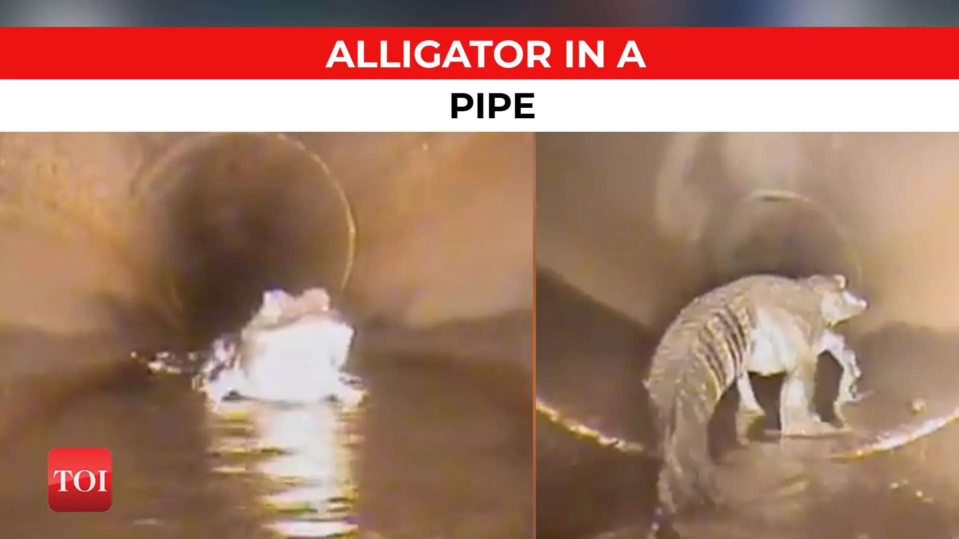 viral video: On cam: Robot encounters 5-feet-long alligator in Florida ...