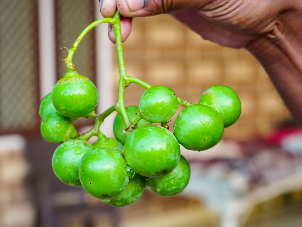 This Rare Indian Fruit Comes In The Market For Just 2 Months And Has 