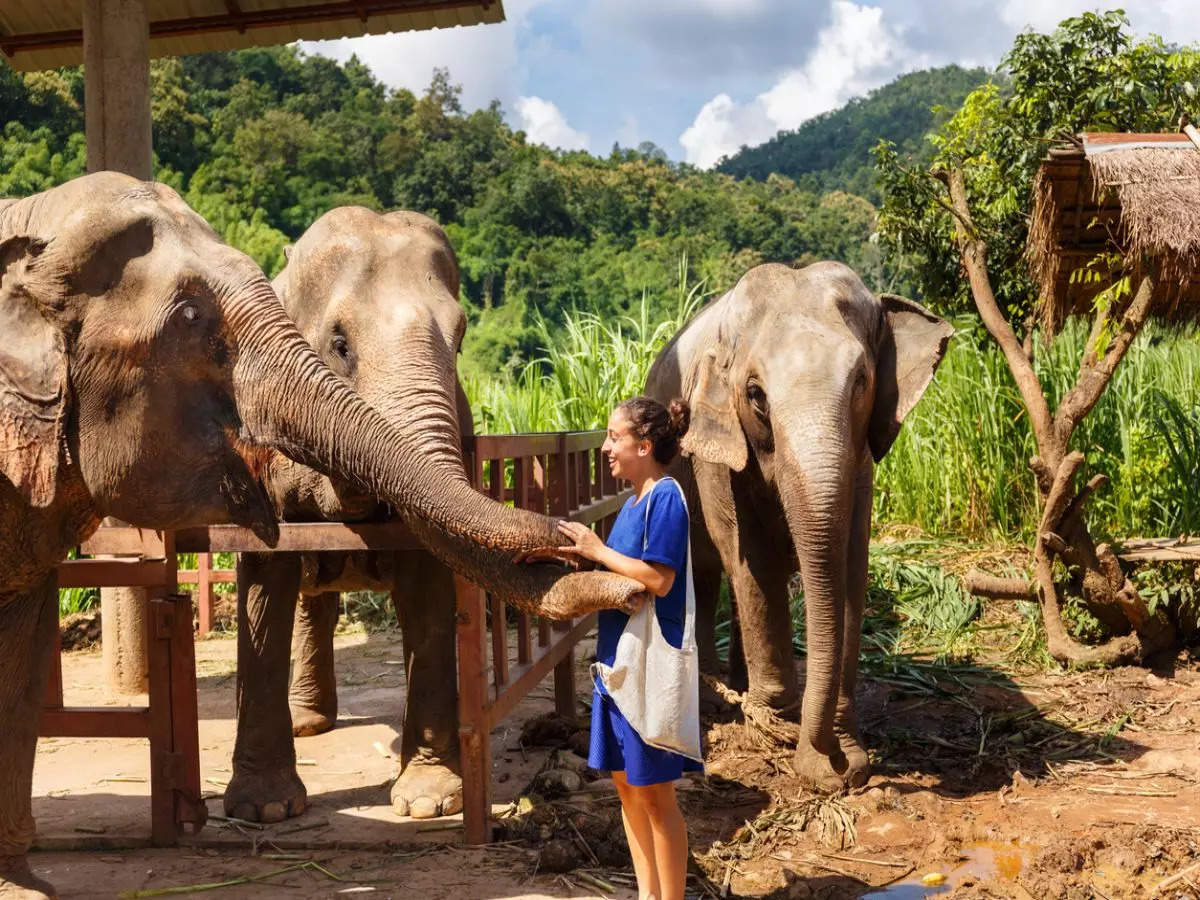 All about Theppakadu Elephant Camp from Oscar winner ‘The Elephant Whisperers’