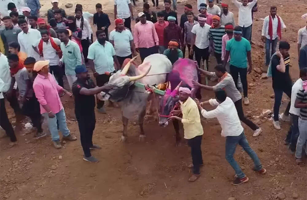 Naad-Ekach-Fakt-Bailgada-Sharayat4