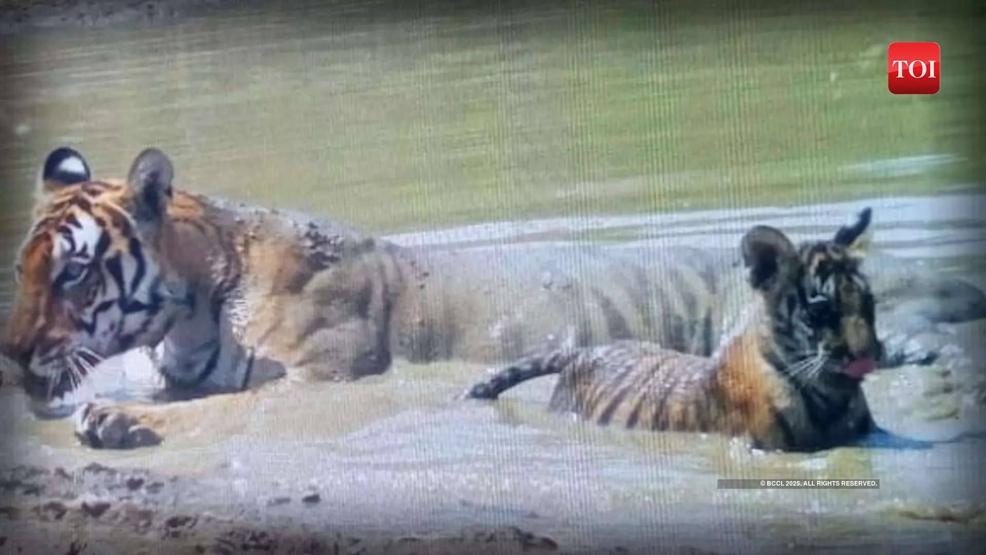 Tigress Gave Birth To Two Cubs In Mps Panna 9132