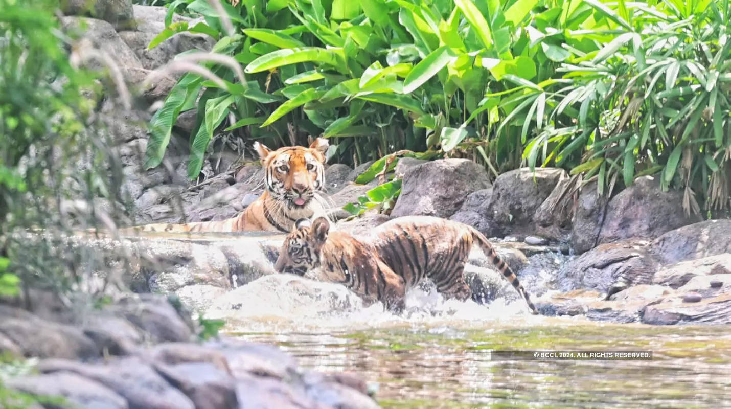 ​Mumbai's Byculla Zoo welcomes new entrants​