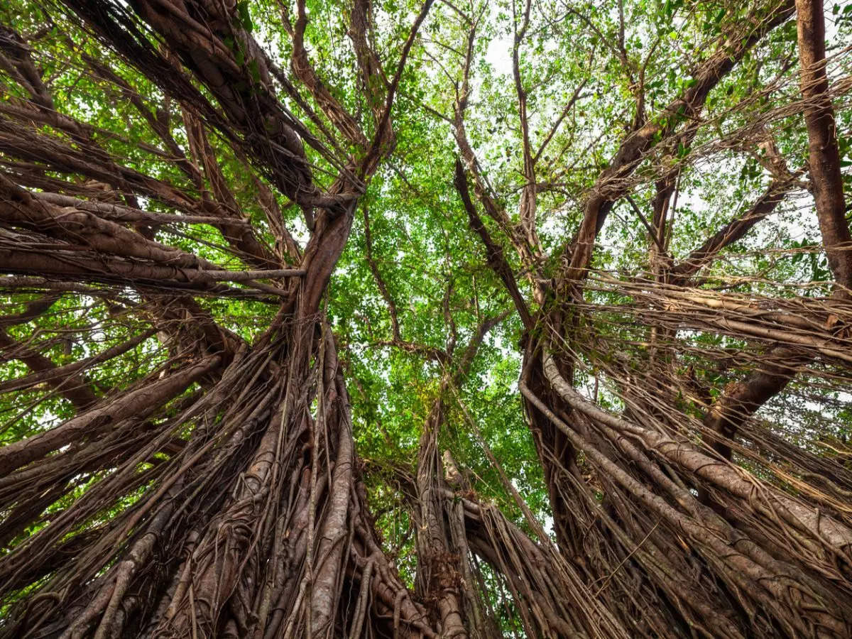 Bulandshahr’s 500yrold banyan tree crowned as the oldest banyan tree