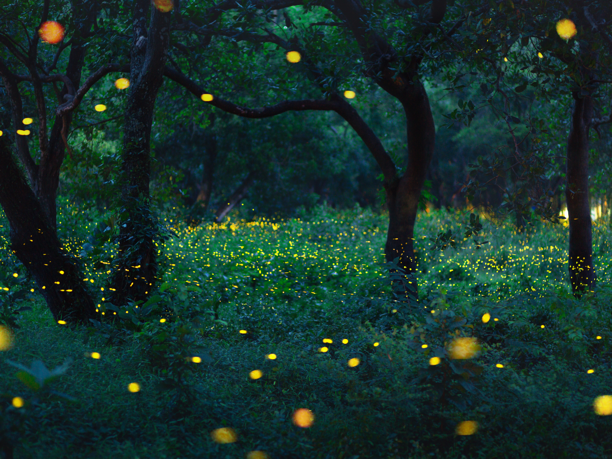 Beyond Avatar, this mysterious glowing forest of India is a