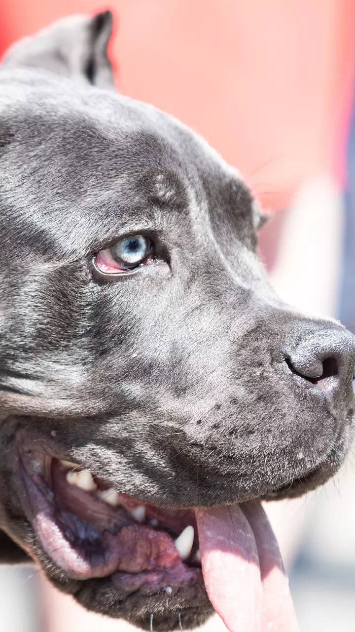 Clearance top ten dogs that can kill a lion Hotsell