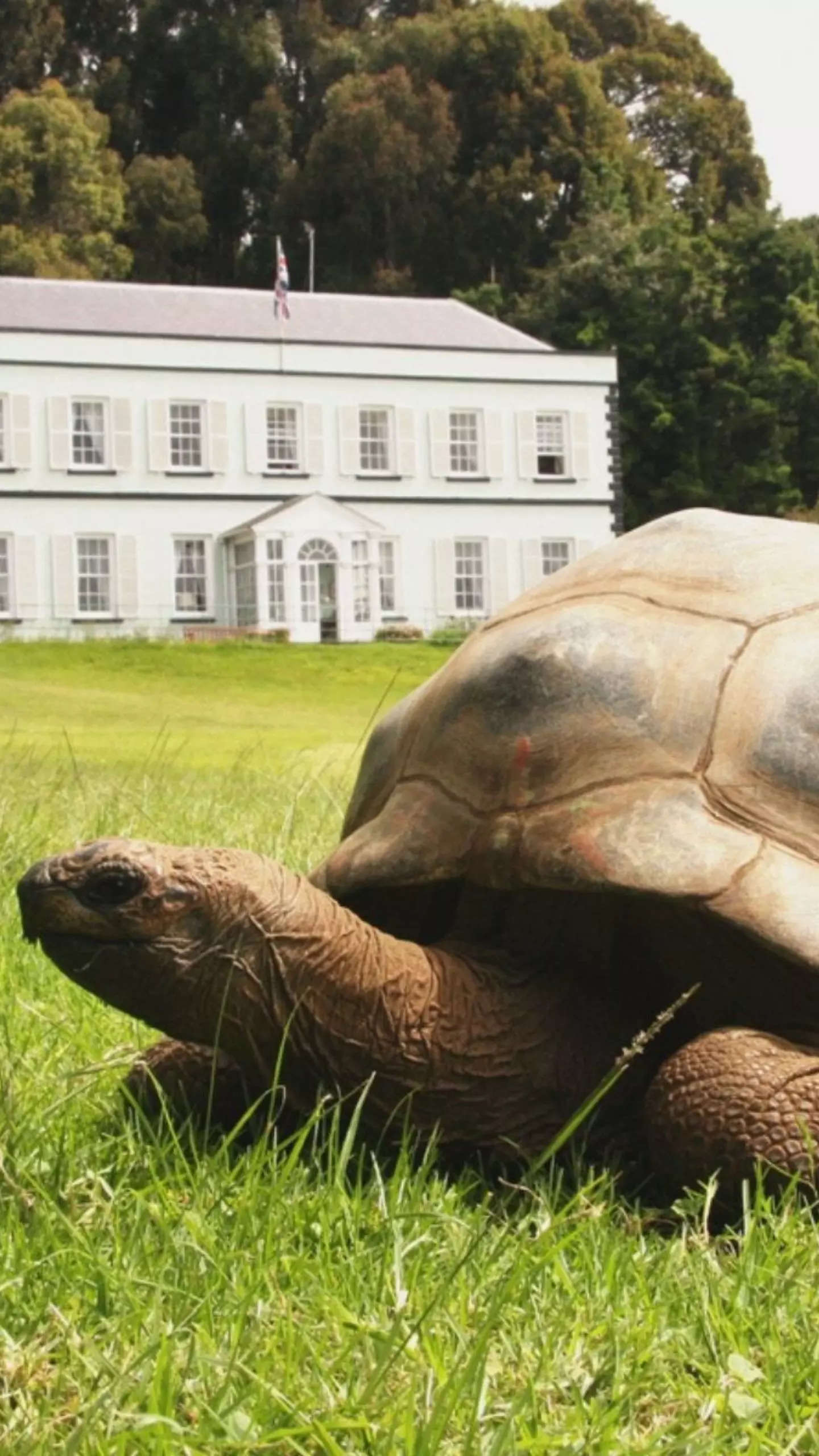 Jonathan the tortoise, world's oldest land animal, celebrates his