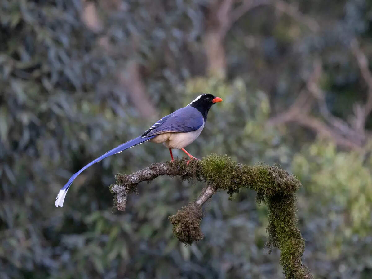 Unveiling the Biodiversity of Binsar Wildlife Sanctuary, Uttaranchal