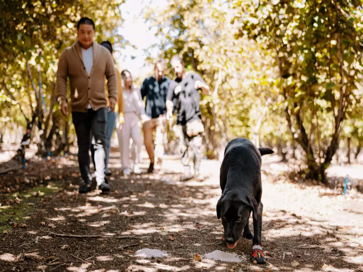 Immersive experiences in Australia for newage travellers, Australia