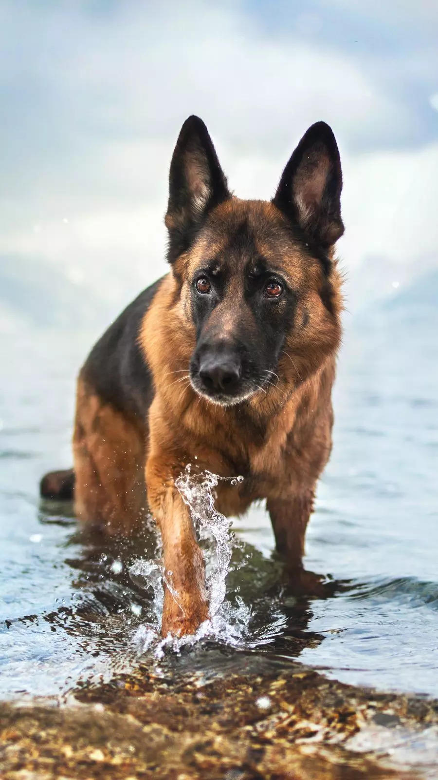 5 types best sale of german shepherds