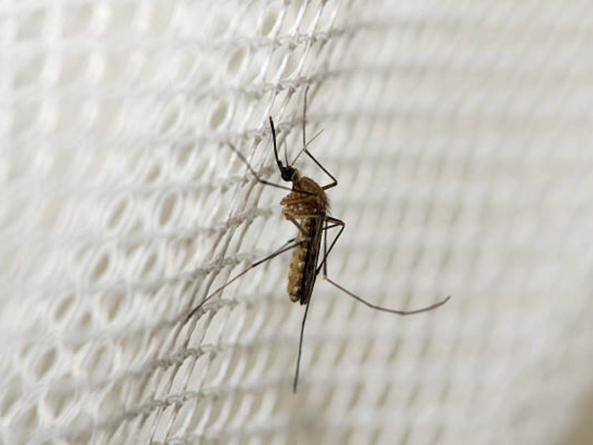Malaria Cases: ​US reports first malaria spread in 20 years; Key points on transmission, prevention​