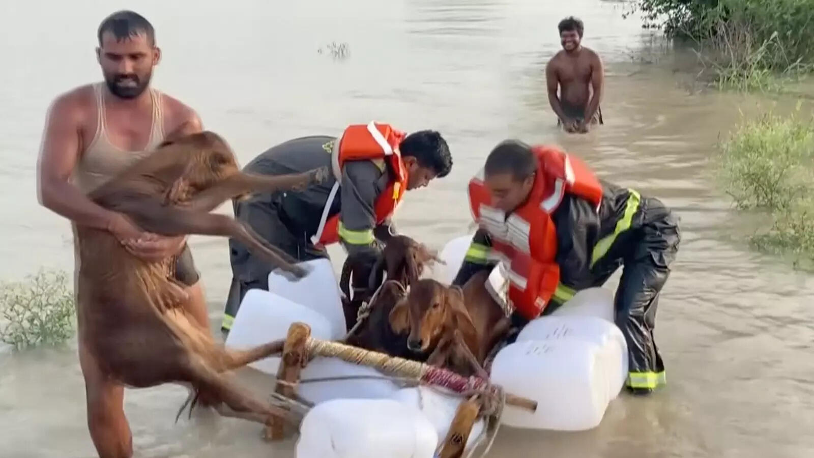 Monsoon rain: Fire service department rescues cattle from cow shelters ...