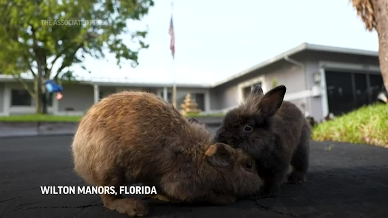 Freed rabbits take hold in Florida neighborhood