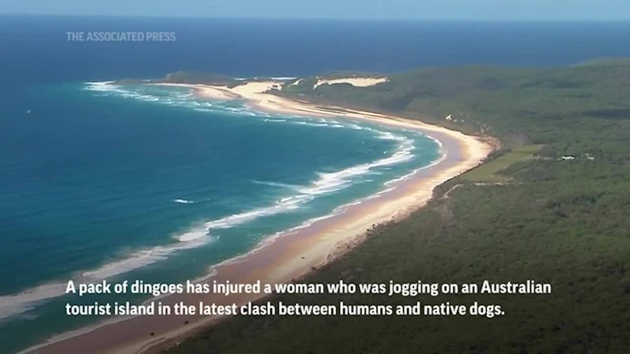 Dingoes attack jogger on Australian island beach