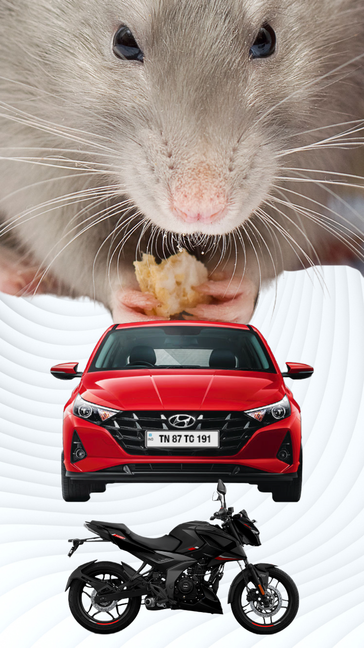 Five ways rats can destroy your car or bike: How to avoid costly repairs |  Times of India