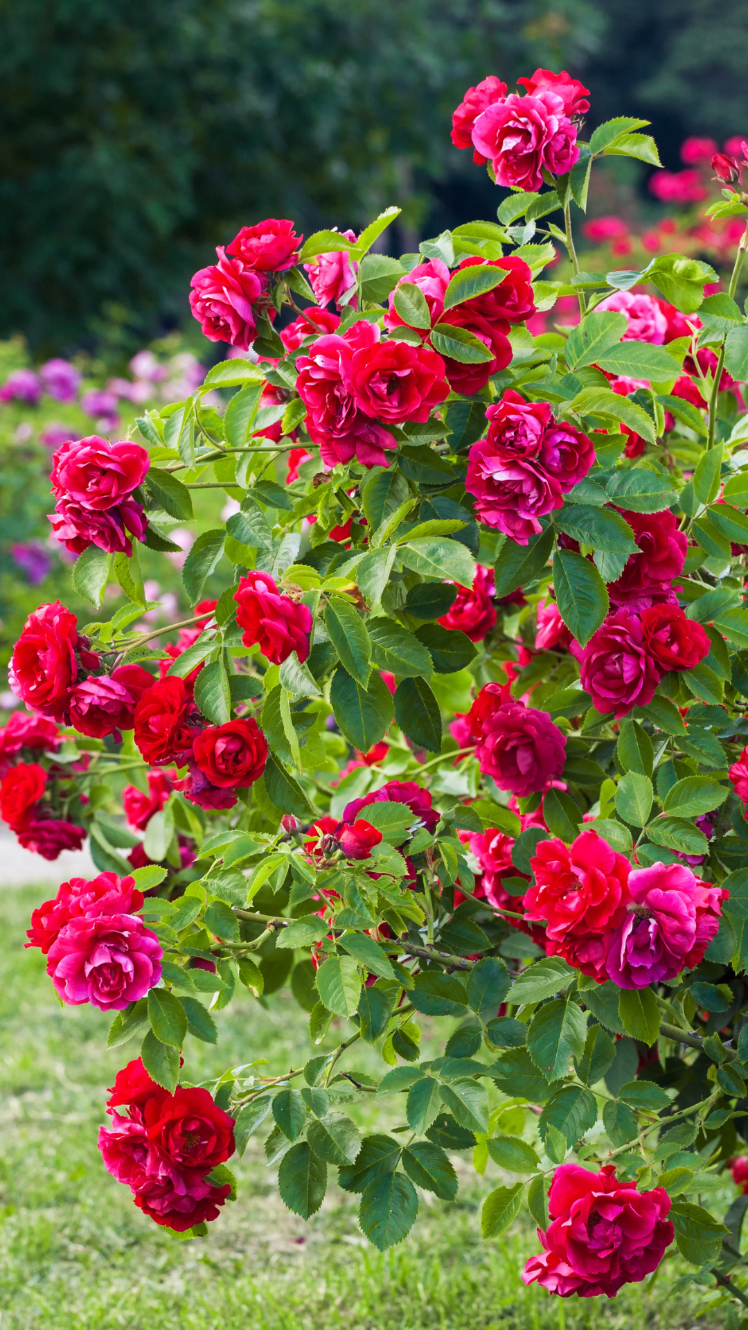 Rose gardening: 2
